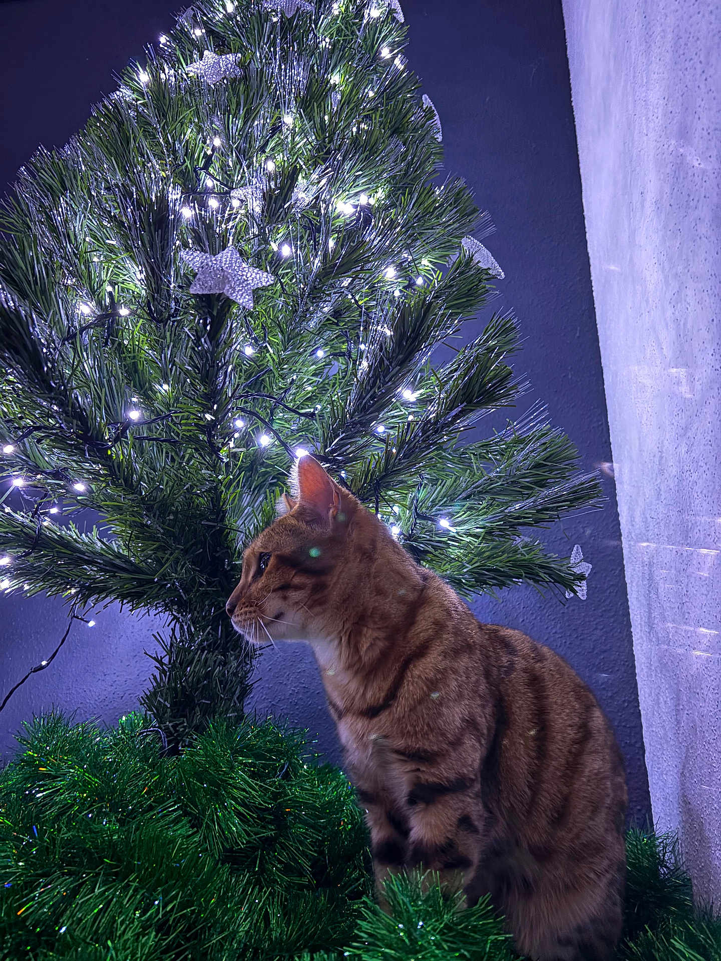 Minette participe au concours pour gagner de l'argent avec cette photo : cat, tabby_cat, christmas_tree, lights, ornaments, star, greenery, holiday, festive, indoor, decorations, curious, pet, feline, animal, wall, night, closeup, profile, domestic_cat