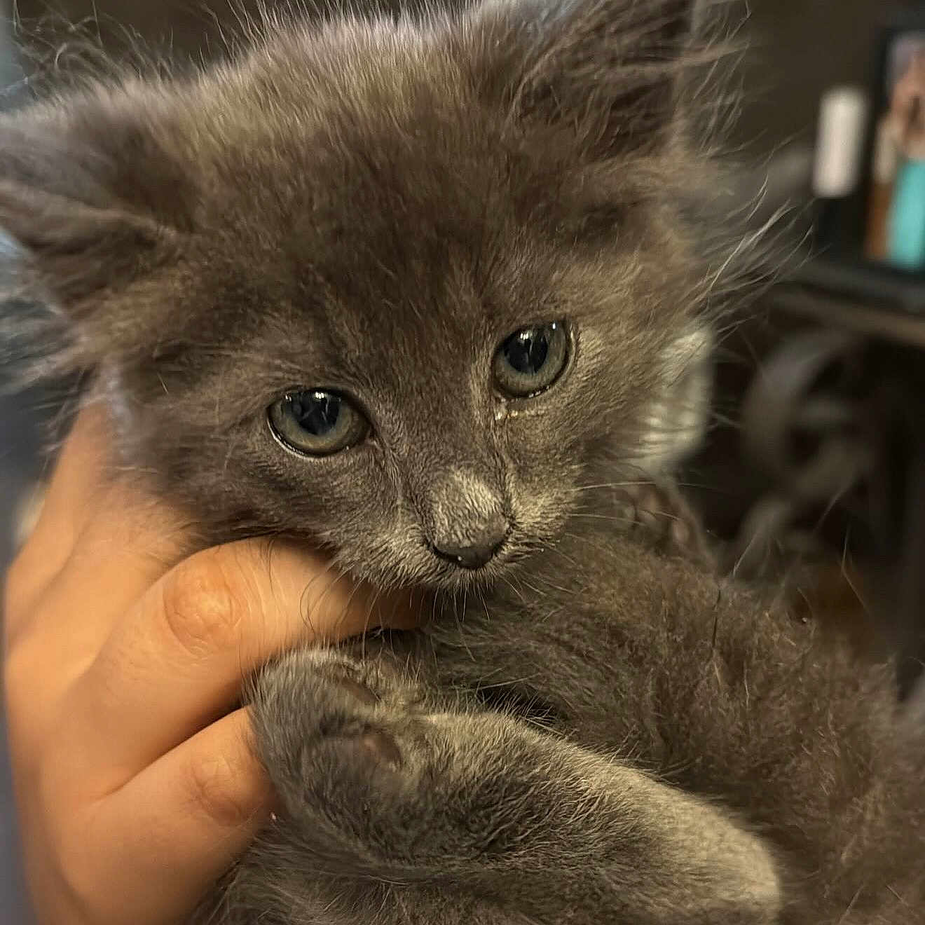 Cleo is registered to the contest to win money with this photo: adorable, animal, cat, close_up, cute, domestic_animal, face, fur, furry, gray_fur, hand, indoor, kitten, mammal, paw, pet, small, soft, whiskers, young