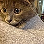 Cleo joined the competition — help win amazing prizes! animal, cat, close_up, cozy, curious, cute, domestic, eyes, feline, gray_fur, indoors, kitten, pet, portrait, snuggle, soft, texture, warm, whiskers, young