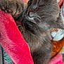 Cleo joined the competition — help win amazing prizes! adorable, animal, blanket, closeup, colorful, comfort, cozy, cute, domestic_cat, fluffy, fur, gray_cat, indoor, kitten, pet, relaxation, resting, sleeping, soft, warm