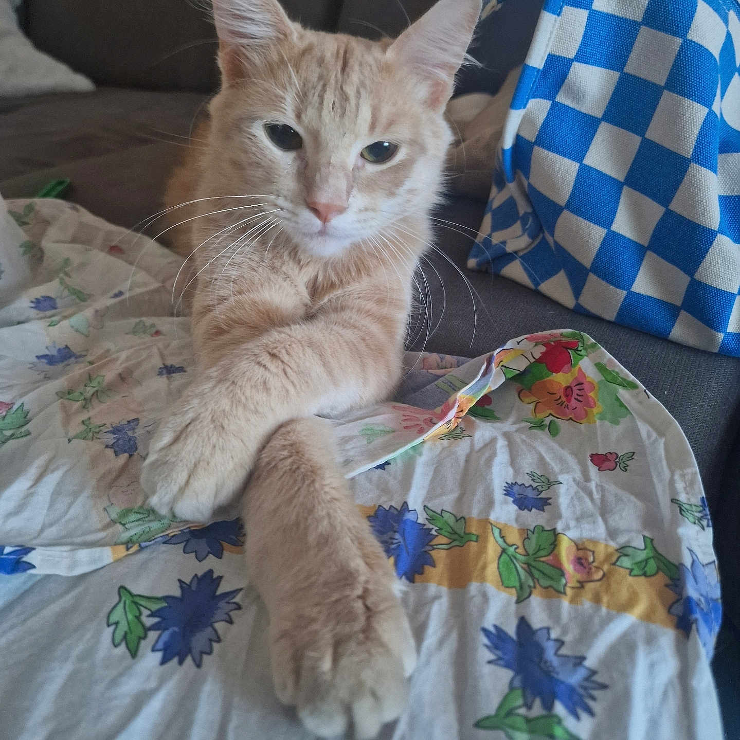 Uggy participe au concours pour gagner de l'argent avec cette photo : abyssinian, animal, applique, bed, bedroom, blanket, cat, chair, couch, cushion, furniture, homedecor, indoors, interiordesign, kitten, linen, manx, pattern, pet, quilt