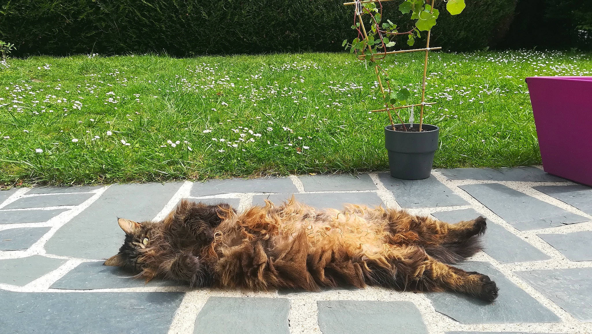 Angun participe au concours pour gagner de l'argent avec cette photo : asphalt, carnivore, companion_dog, dog_breed, fawn, felidae, flooring, flower, flowerpot, grass, groundcover, houseplant, mammal, plant, road, road_surface, sidewalk, small_to_medium_sized_cats, tail, wood