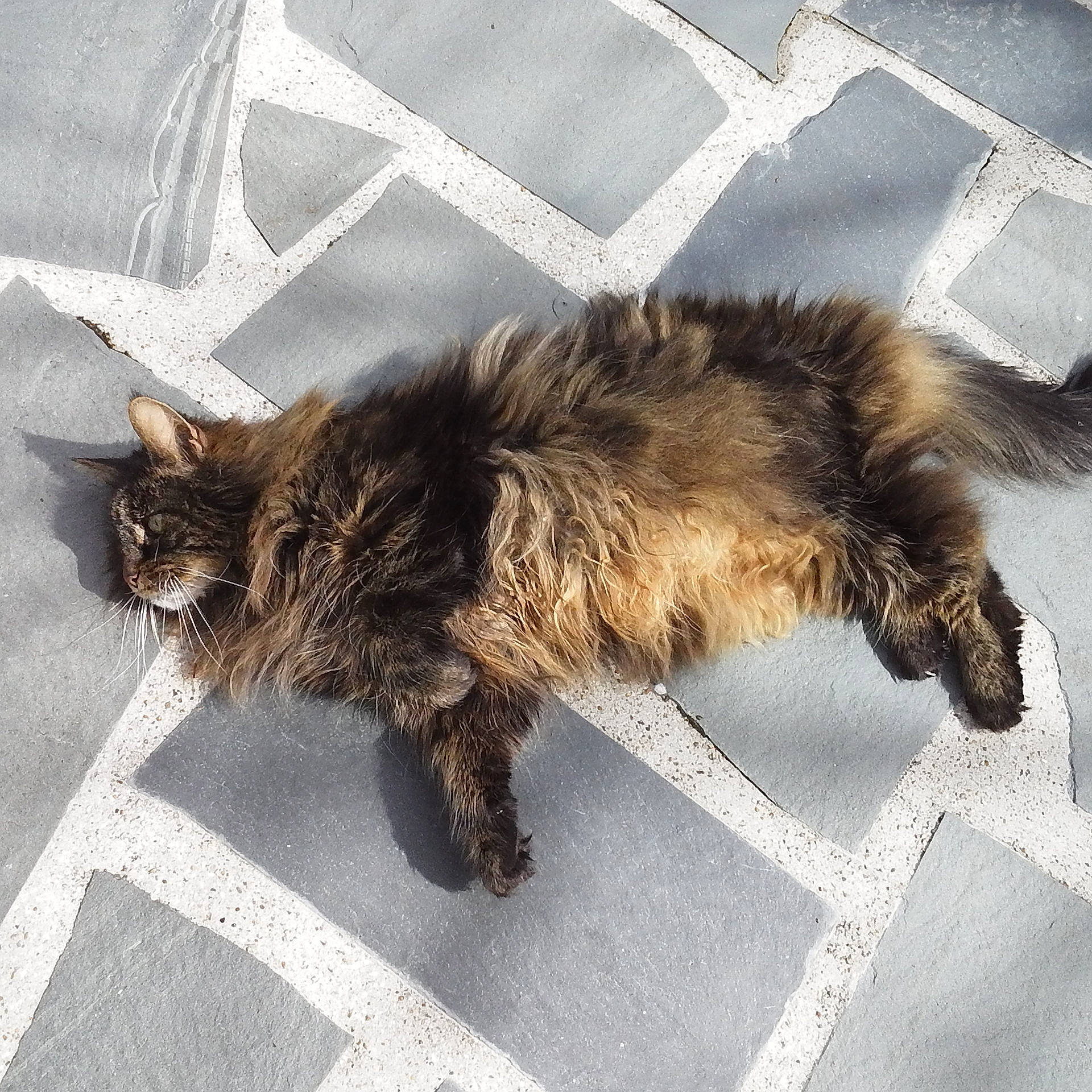 Angun a rejoint le concours — aidez-le/la à gagner de superbes lots ! black_cat, carnivore, cat, claw, comfort, domestic_short_haired_cat, felidae, fur, grey, human_leg, maine_coon, metal, nap, paw, road_surface, sleep, small_to_medium_sized_cats, tail, terrestrial_animal, whiskers