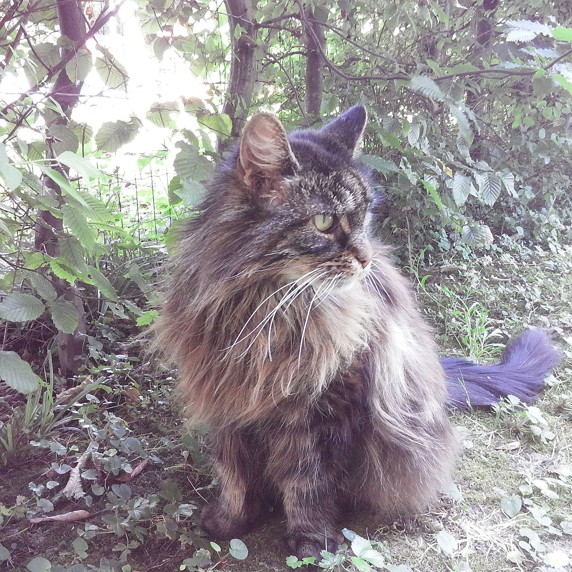 Angun participe au concours pour gagner de l'argent avec cette photo : british_longhair, carnivore, cat, domestic_short_haired_cat, felidae, fur, grass, maine_coon, plant, road_surface, small_to_medium_sized_cats, snout, soil, tail, terrestrial_animal, tree, whiskers