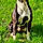 Rosco
