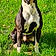 Rosco