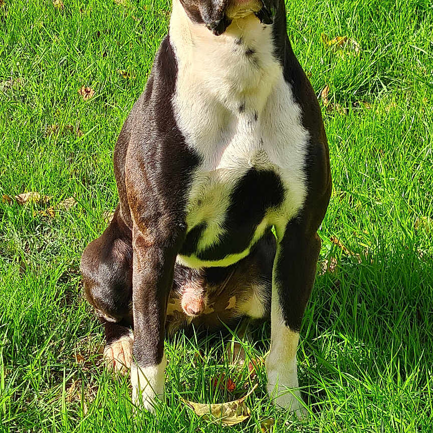 Rosco