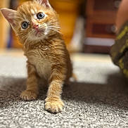 Piggy Bacon joined the competition — help win amazing prizes! animal, blue_eyes, carpet, cat, close_up, curious, cute, domestic_cat, feline, furry, indoor, kitten, mammal, orange_tabby, pet, portrait, small, soft, whiskers, young_animal