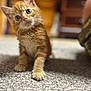 animal, blue_eyes, carpet, cat, close_up, curious, cute, domestic_cat, feline, furry, indoor, kitten, mammal, orange_tabby, pet, portrait, small, soft, whiskers, young_animal