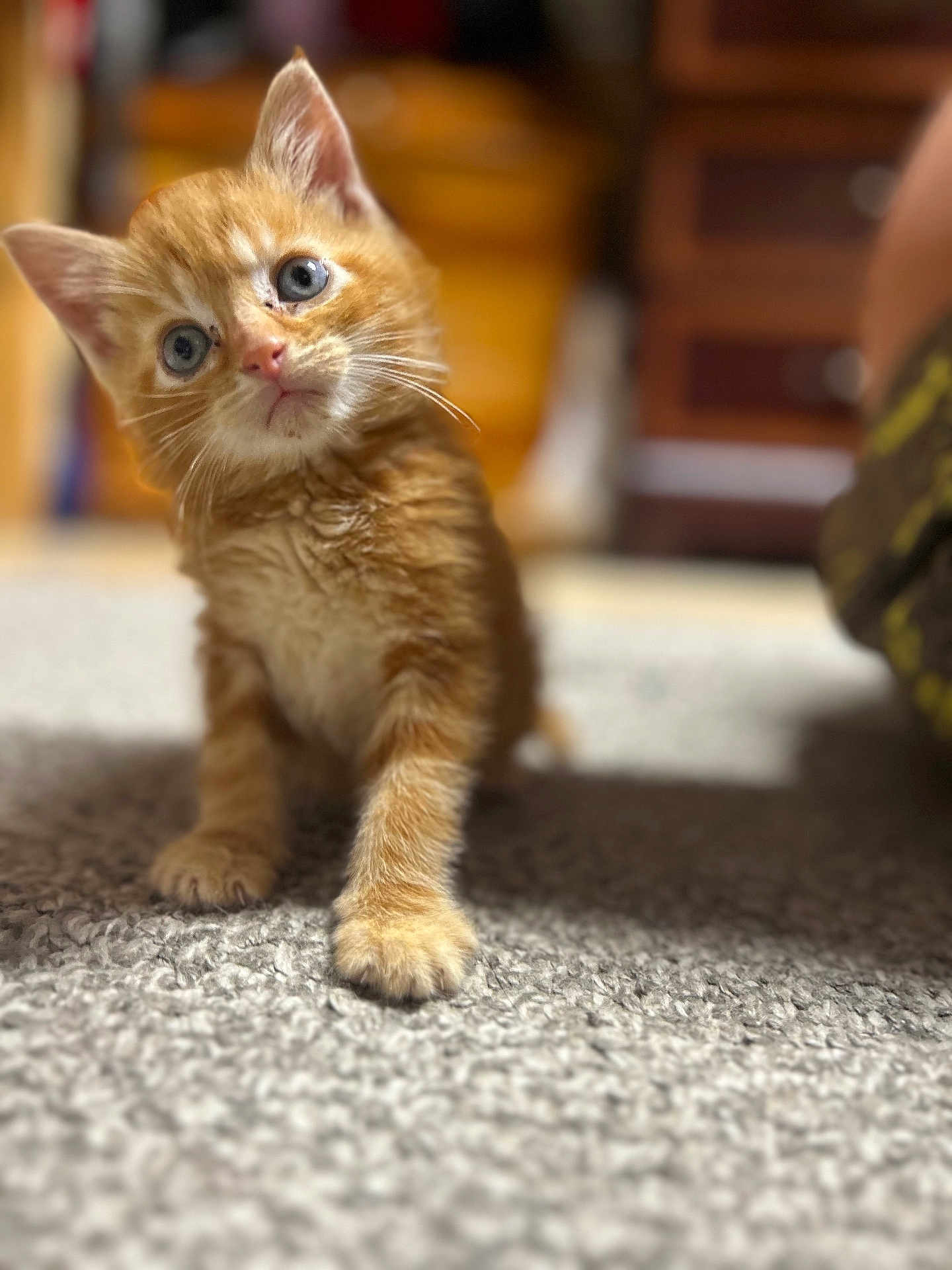 Piggy Bacon joined the competition — help win amazing prizes! animal, blue_eyes, carpet, cat, close_up, curious, cute, domestic_cat, feline, furry, indoor, kitten, mammal, orange_tabby, pet, portrait, small, soft, whiskers, young_animal