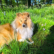 Yucca participe au concours pour gagner de l'argent avec cette photo : animal, canine, daylight, dog, flora, fur, grass, greenery, mammal, meadow, nature, outdoor, park, pet, relaxing, shetland_sheepdog, summer, sunlight, sunshine, wildflowers