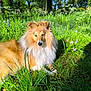 animal, canine, daylight, dog, flora, fur, grass, greenery, mammal, meadow, nature, outdoor, park, pet, relaxing, shetland_sheepdog, summer, sunlight, sunshine, wildflowers