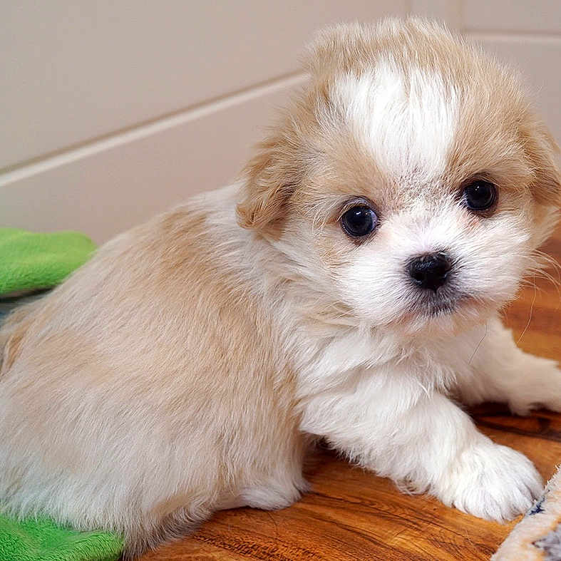 Lily is registered to the contest to win money with this photo: puppy, dog, cute, fluffy, pet, animal, indoor, floor, wooden_floor, young, small, fur, white, cream, looking, eyes, nose, paw, cushion, colorful