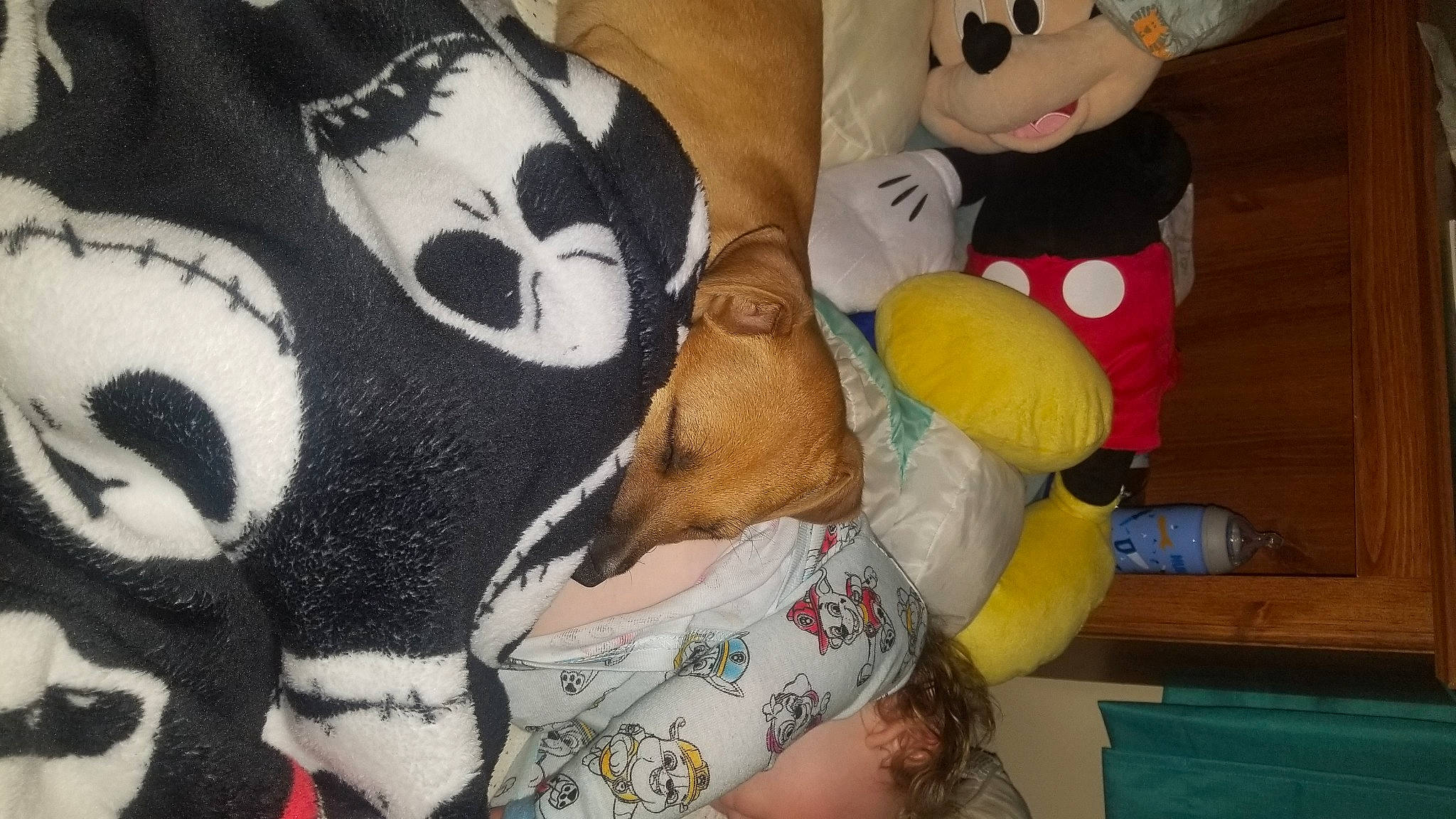 Rayn joined the competition — help win amazing prizes! carnivore, comfort, companion_dog, dog, dog_bed, dog_breed, dog_supply, fawn, fur, linens, pattern, paw, plush, sporting_group, stuffed_toy, terrestrial_animal, textile, toy, whiskers, working_animal