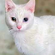 Freyja a rejoint le concours — aidez-le/la à gagner de superbes lots ! cat, white_cat, heterochromia, yellow_eye, blue_eye, pink_nose, pink_ears, fur, pet, animal, curious, close_up, portrait, indoor, mammal, whiskers, feline, looking, cute, soft_background