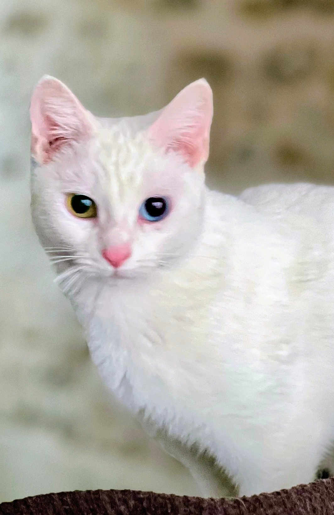 Freyja a rejoint le concours — aidez-le/la à gagner de superbes lots ! cat, white_cat, heterochromia, yellow_eye, blue_eye, pink_nose, pink_ears, fur, pet, animal, curious, close_up, portrait, indoor, mammal, whiskers, feline, looking, cute, soft_background