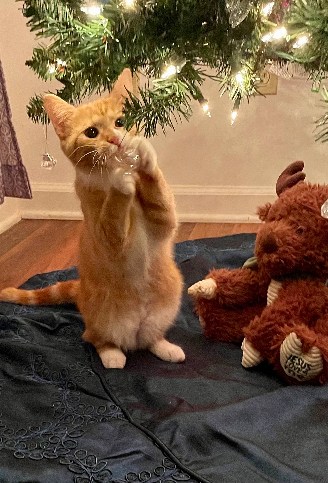 Ahsoka joined the competition — help win amazing prizes! carnivore, cat, fawn, felidae, fur, kitten, paw, small_to_medium_sized_cats, tail, whiskers