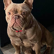 Shadow participe au concours pour gagner de l'argent avec cette photo : alert, animal, brown_coat, canine, close_up, collar, companion, cute, dog, domestic, ears, floor, french_bulldog, furniture, indoor, looking, paw, pet, portrait, sitting