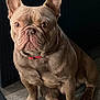 alert, animal, brown_coat, canine, close_up, collar, companion, cute, dog, domestic, ears, floor, french_bulldog, furniture, indoor, looking, paw, pet, portrait, sitting