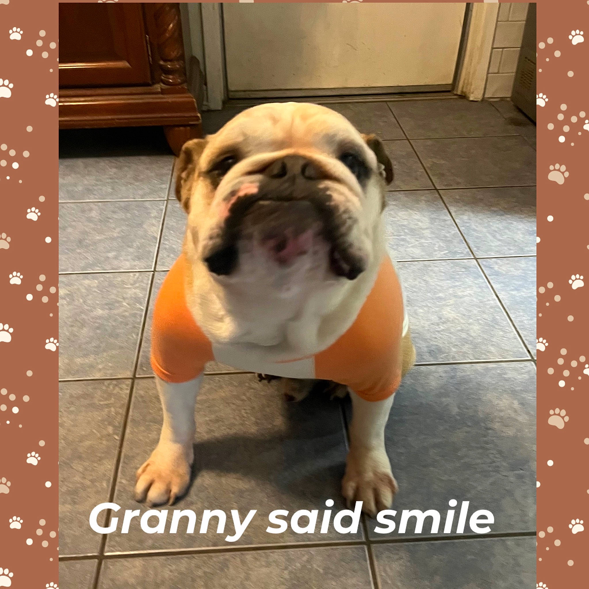 Tank is registered to the contest to win money with this photo: ancient_dog_breeds, bulldog, canidae, carnivore, companion_dog, dog, dog_breed, fawn, flooring, font, fur, photo_caption, rectangle, snout, sporting_group, terrestrial_animal, toy_dog, white_english_bulldog, wood, wrinkle