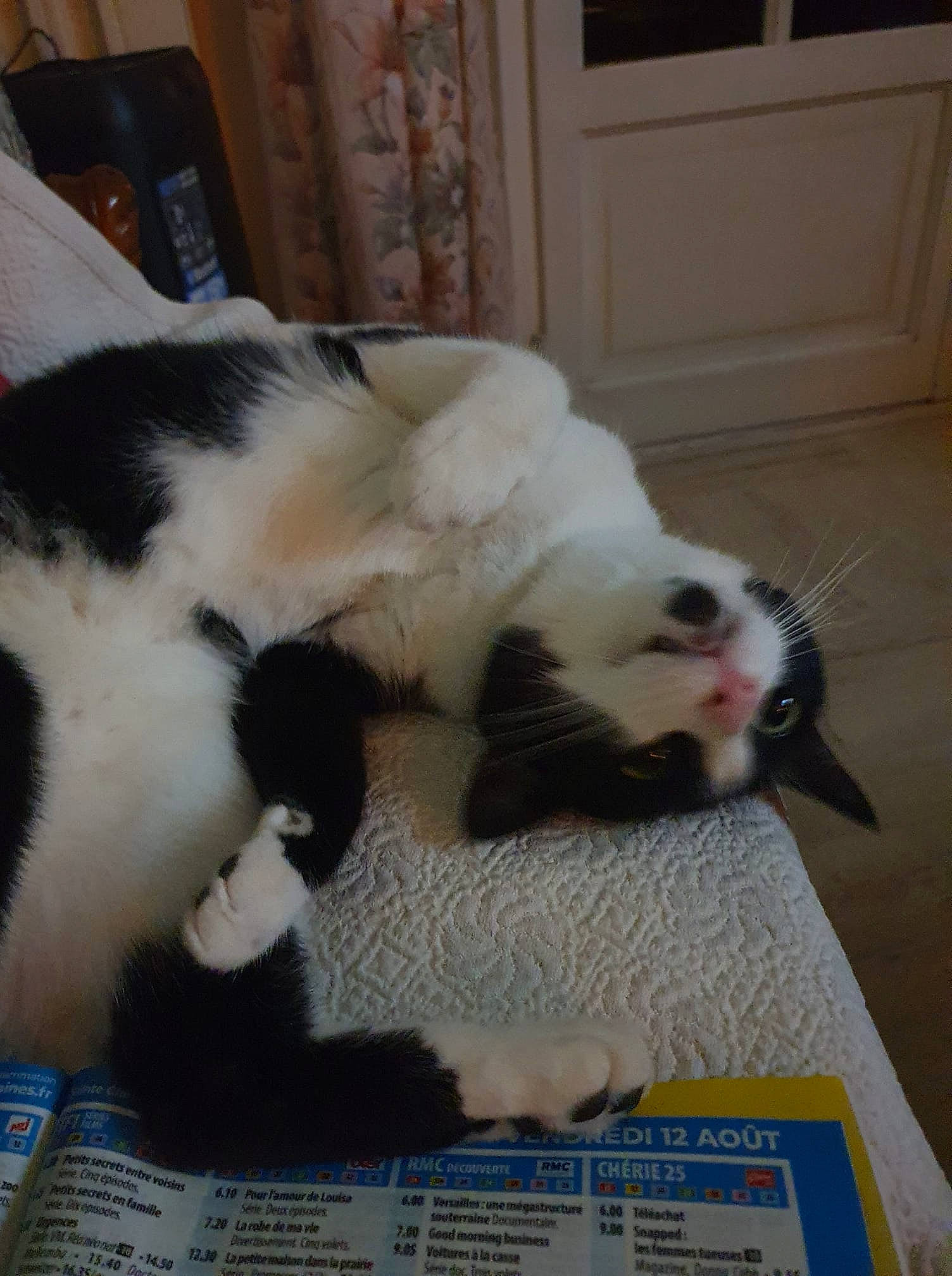 Naruto participe au concours pour gagner de l'argent avec cette photo : canidae, carnivore, cat, cat_supply, claw, comfort, companion_dog, dog_breed, domestic_short_haired_cat, door, felidae, flooring, fur, mammal, paw, small_to_medium_sized_cats, snout, tail, vertebrate, whiskers