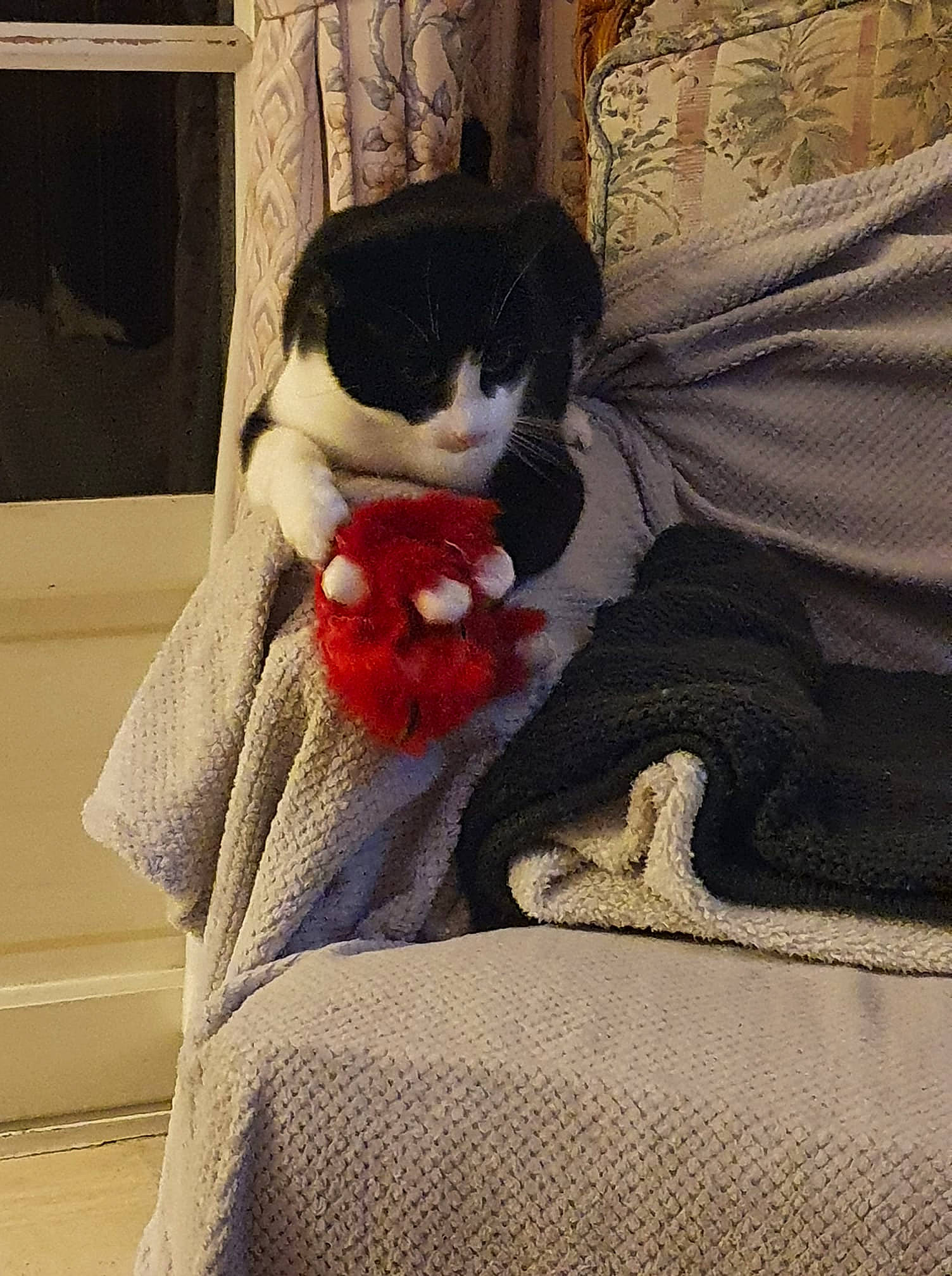 Naruto a rejoint le concours — aidez-le/la à gagner de superbes lots ! carmine, carnivore, cat, comfort, couch, curtain, felidae, flower, formal_wear, fur, linens, pattern, sleeve, small_to_medium_sized_cats, suit, tail, textile, toy, whiskers, window