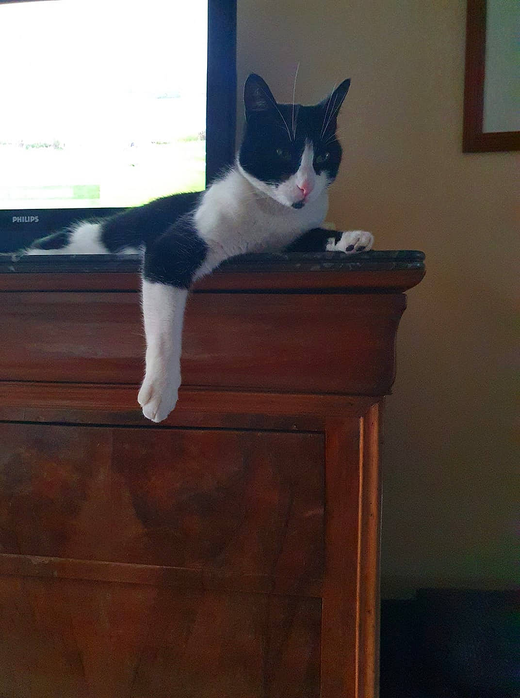 Naruto participe au concours pour gagner de l'argent avec cette photo : carnivore, cat, domestic_short_haired_cat, door, felidae, floor, flooring, fur, grey, hardwood, picture_frame, small_to_medium_sized_cats, snout, table, tail, varnish, whiskers, window, wood, wood_stain