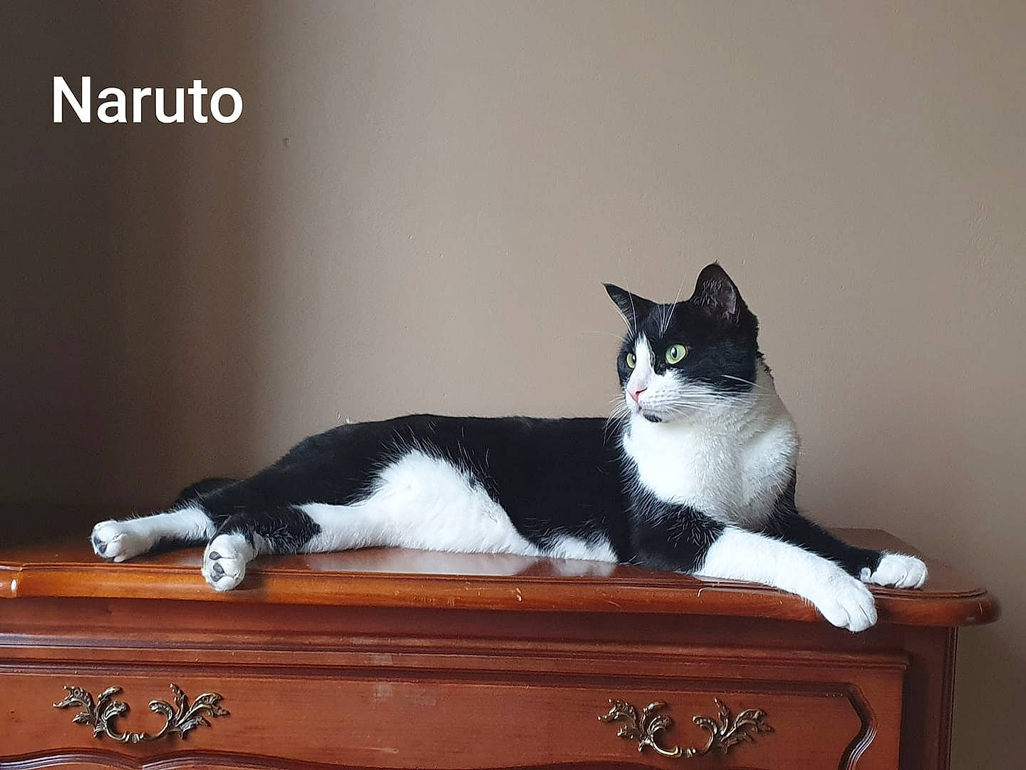 Naruto participe au concours pour gagner de l'argent avec cette photo : cabinetry, carnivore, cat, cat_supply, comfort, domestic_short_haired_cat, eye, felidae, fur, grey, hardwood, pedestal, pet_supply, rectangle, small_to_medium_sized_cats, table, tail, whiskers, wood, wood_stain