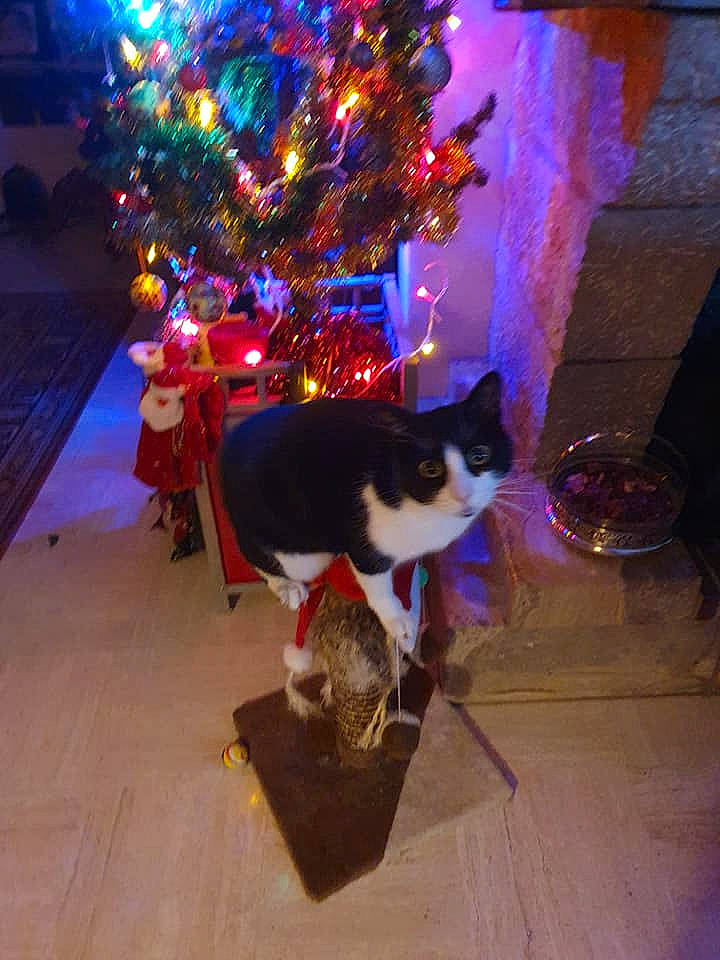 Naruto a rejoint le concours — aidez-le/la à gagner de superbes lots ! carnivore, cat, christmas, christmas_decoration, christmas_tree, decoration, event, felidae, flooring, holiday, mammal, plant, purple, small_to_medium_sized_cats, tail, tree, vertebrate, whiskers, window, wood