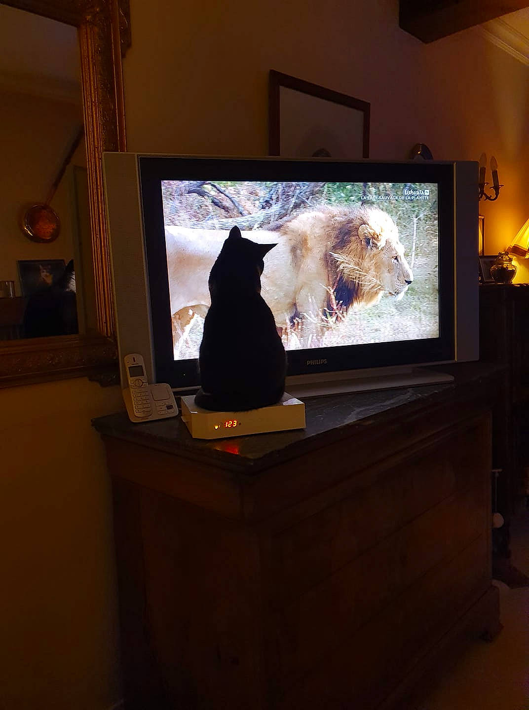 Naruto participe au concours pour gagner de l'argent avec cette photo : cable_television, carnivore, cat, computer_monitor_accessory, desktop_computer, display_device, entertainment, entertainment_center, felidae, flat_panel_display, gadget, home_appliance, multimedia, output_device, small_to_medium_sized_cats, tail, television, television_set, whiskers, wood