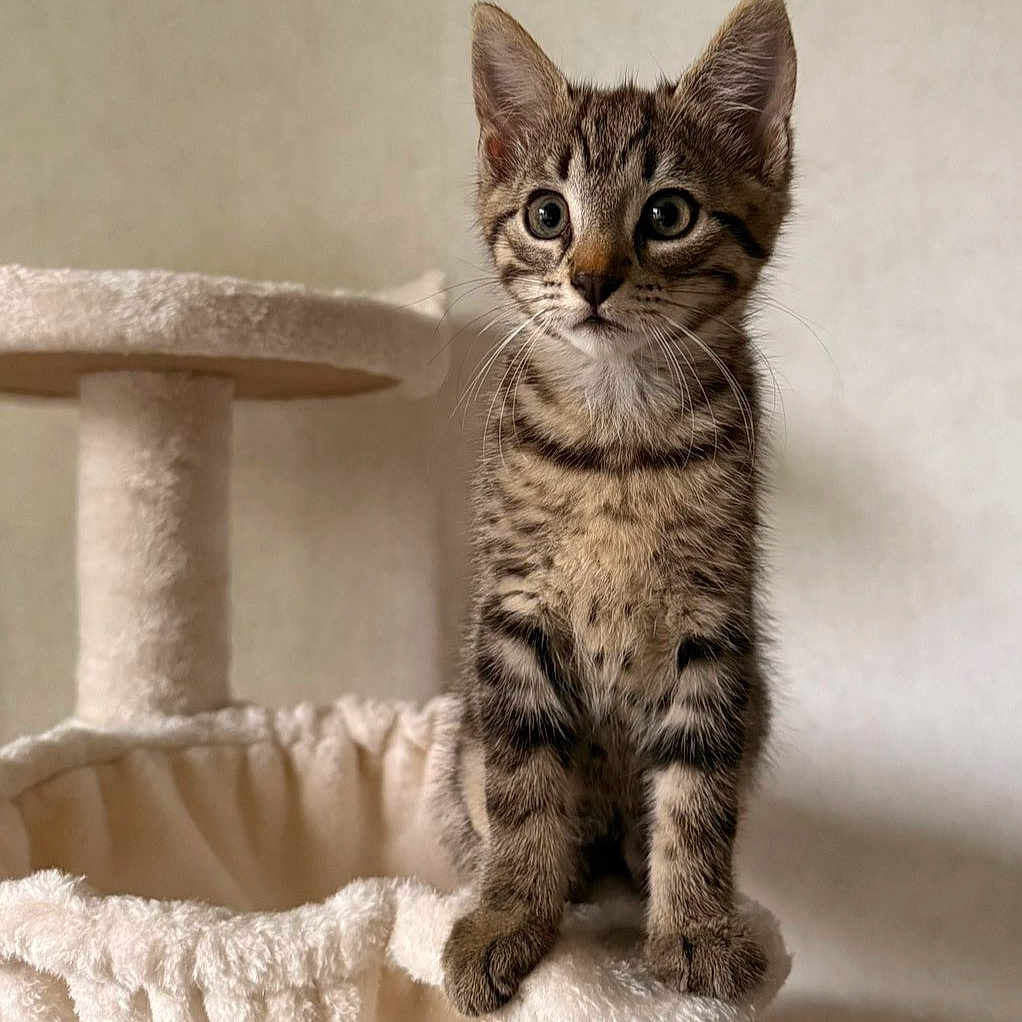 Spike a rejoint le concours — aidez-le/la à gagner de superbes lots ! animal, cat, cat_tree, curious, cute, domestic, ears, eyes, feline, fur, indoor, kitten, neutral_background, perched, pet, plush, soft, tabby, whiskers, young