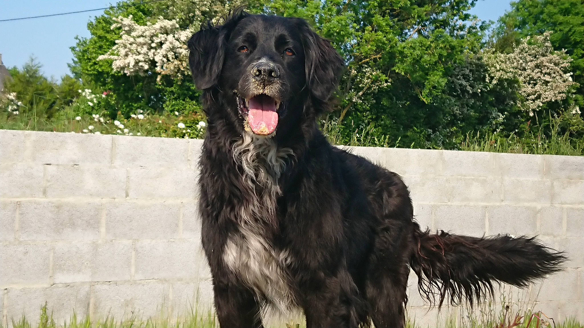 Itee participe au concours pour gagner de l'argent avec cette photo : ancient_dog_breeds, blue_picardy_spaniel, boykin_spaniel, canidae, carnivore, dog, dog_breed, flat_coated_retriever, german_spaniel, giant_dog_breed, hunting_dog, mammal, murray_river_curly_coated_retriever, newfoundland, picardy_spaniel, rare_breed_dog, retriever, spaniel, sporting_group, vertebrate