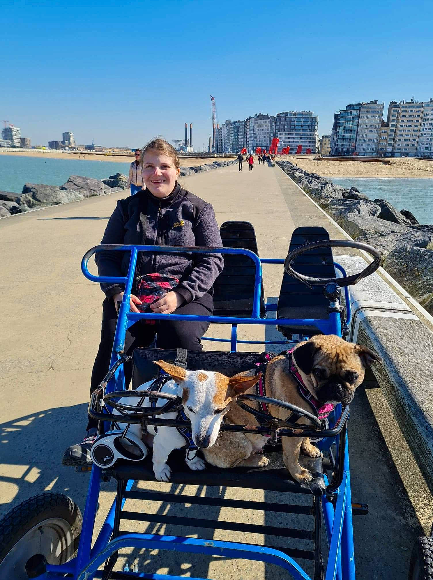 Gino a rejoint le concours — aidez-le/la à gagner de superbes lots ! automotive_tire, automotive_wheel_system, beach, carnivore, companion_dog, dog, dog_breed, fun, leisure, motor_vehicle, ocean, recreation, sitting, sky, sporting_group, tourism, travel, vacation, water, working_animal