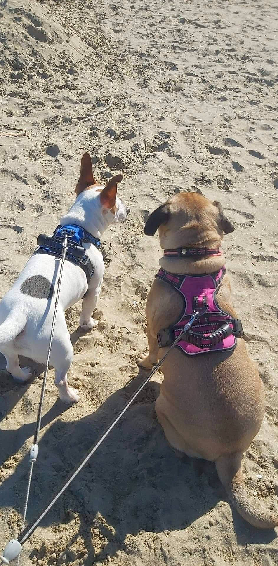 Gino participe au concours pour gagner de l'argent avec cette photo : adventure, beach, canidae, carnivore, collar, companion_dog, dog, dog_breed, dog_collar, dog_supply, fashion_accessory, fawn, fun, leash, pet_supply, recreation, sand, shadow, sporting_group, working_animal