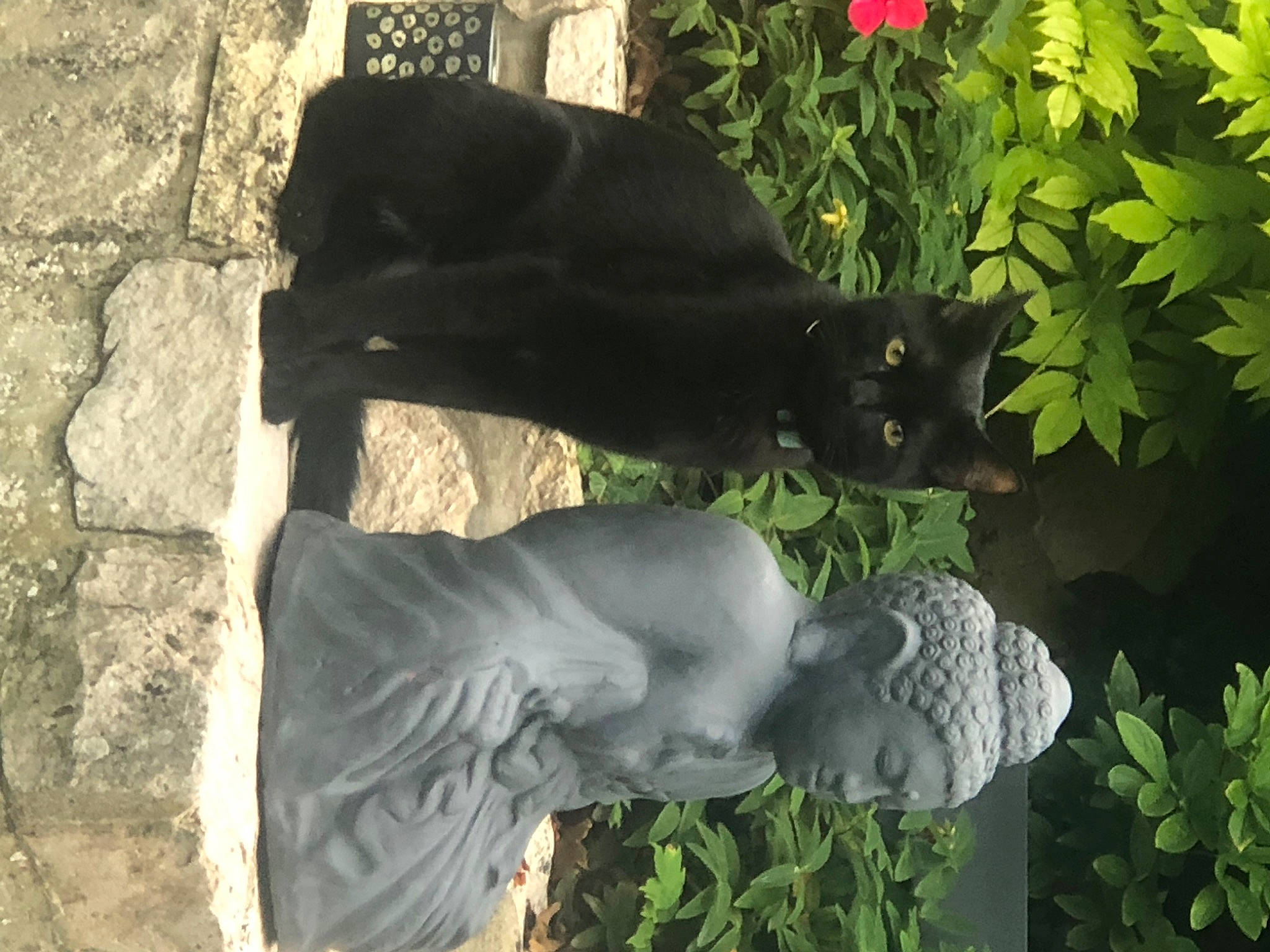 Coton a rejoint le concours — aidez-le/la à gagner de superbes lots ! art, carnivore, cat, felidae, flower, grass, green, groundcover, lawn_ornament, leaf, plant, sculpture, shrub, small_to_medium_sized_cats, statue, tail, tints_and_shades, tree, trunk, wood