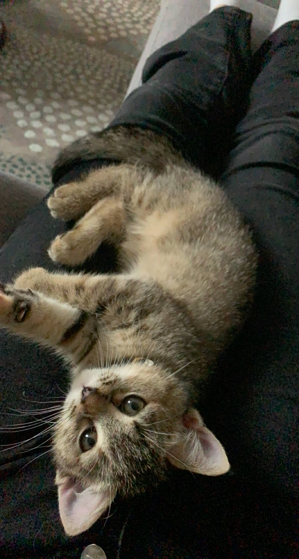 Zoé participe au concours pour gagner de l'argent avec cette photo : carnivore, cat, claw, domestic_short_haired_cat, felidae, fur, grey, paw, small_to_medium_sized_cats, snout, tail, terrestrial_animal, whiskers