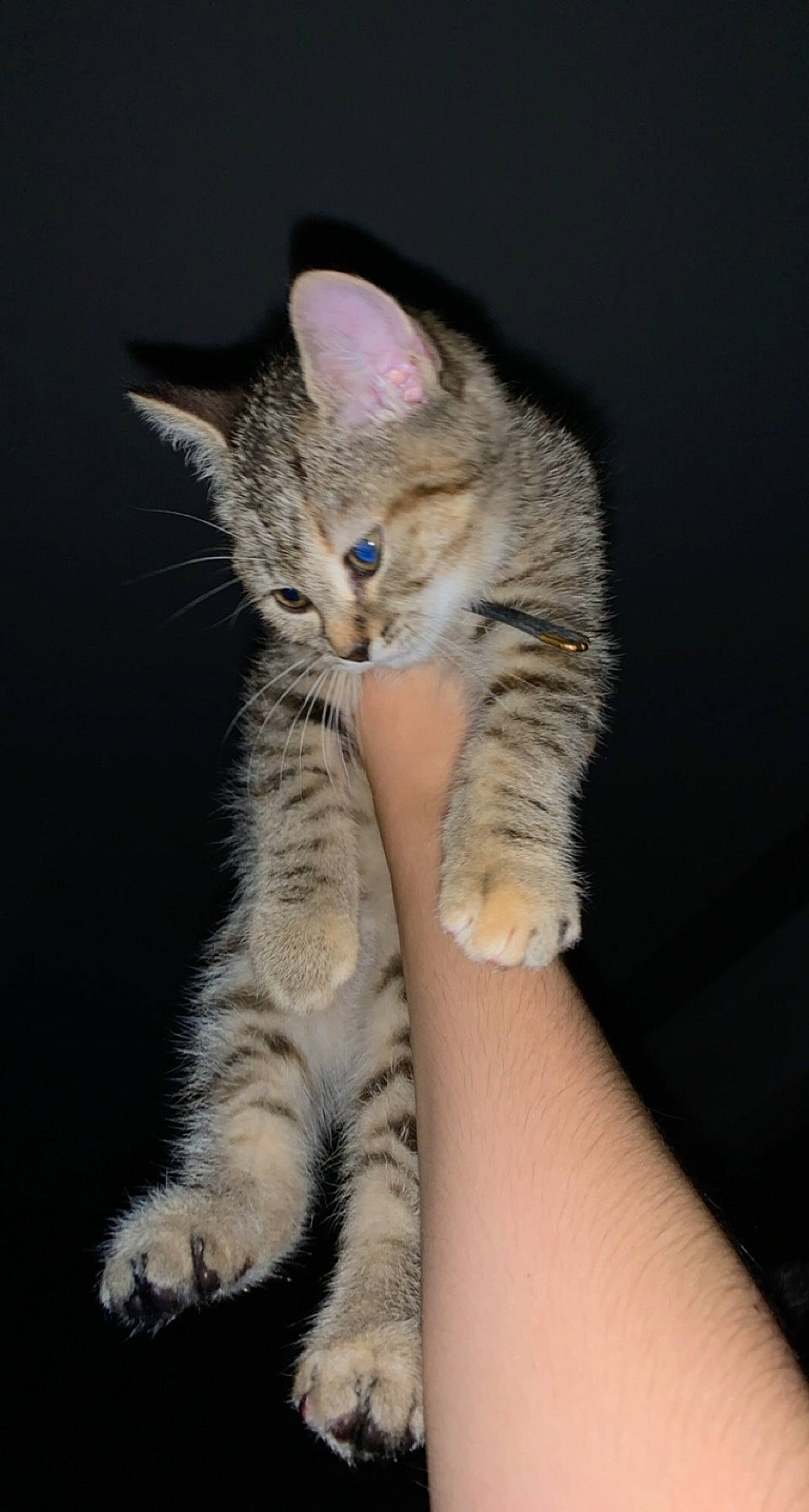 Zoé participe au concours pour gagner de l'argent avec cette photo : carnivore, cat, claw, domestic_short_haired_cat, felidae, foot, fur, gesture, human_leg, leg, nail, paw, sitting, small_to_medium_sized_cats, snout, tail, toe, whiskers