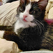 Juju is registered to the contest to win money with this photo: kitten, cat, black_and_white, pink_nose, whiskers, fur, bed, blanket, cozy, indoor, pet, cute, animal, relaxed, closeup, sleepy, domestic_cat, young, feline, resting