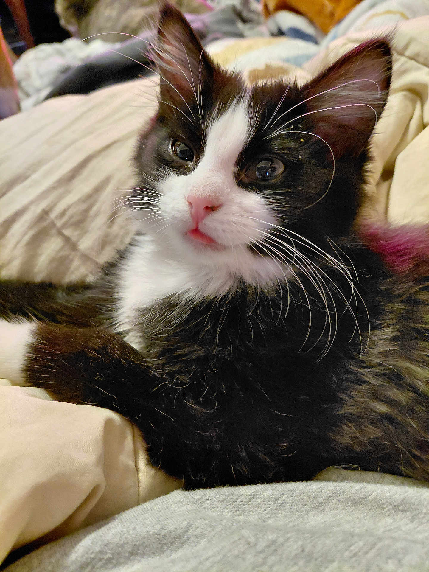 Juju is registered to the contest to win money with this photo: kitten, cat, black_and_white, pink_nose, whiskers, fur, bed, blanket, cozy, indoor, pet, cute, animal, relaxed, closeup, sleepy, domestic_cat, young, feline, resting