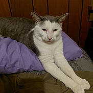 Marley is registered to the contest to win money with this photo: cat, gray_and_white, pillow, bed, feline, indoor, resting, stretching, wood_paneling, sleepy, pet, animal, cozy, fur, whiskers, claws, domestic_cat, mammal, cute, relaxed