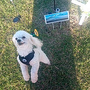 Jack joined the competition — help win amazing prizes! dog, white_dog, grass, harness, pet, outdoor, shadow, grave_marker, cross, flower, sunlight, small_dog, curly_fur, memorial, cemetery, animal, daylight, nature, cute, friendly