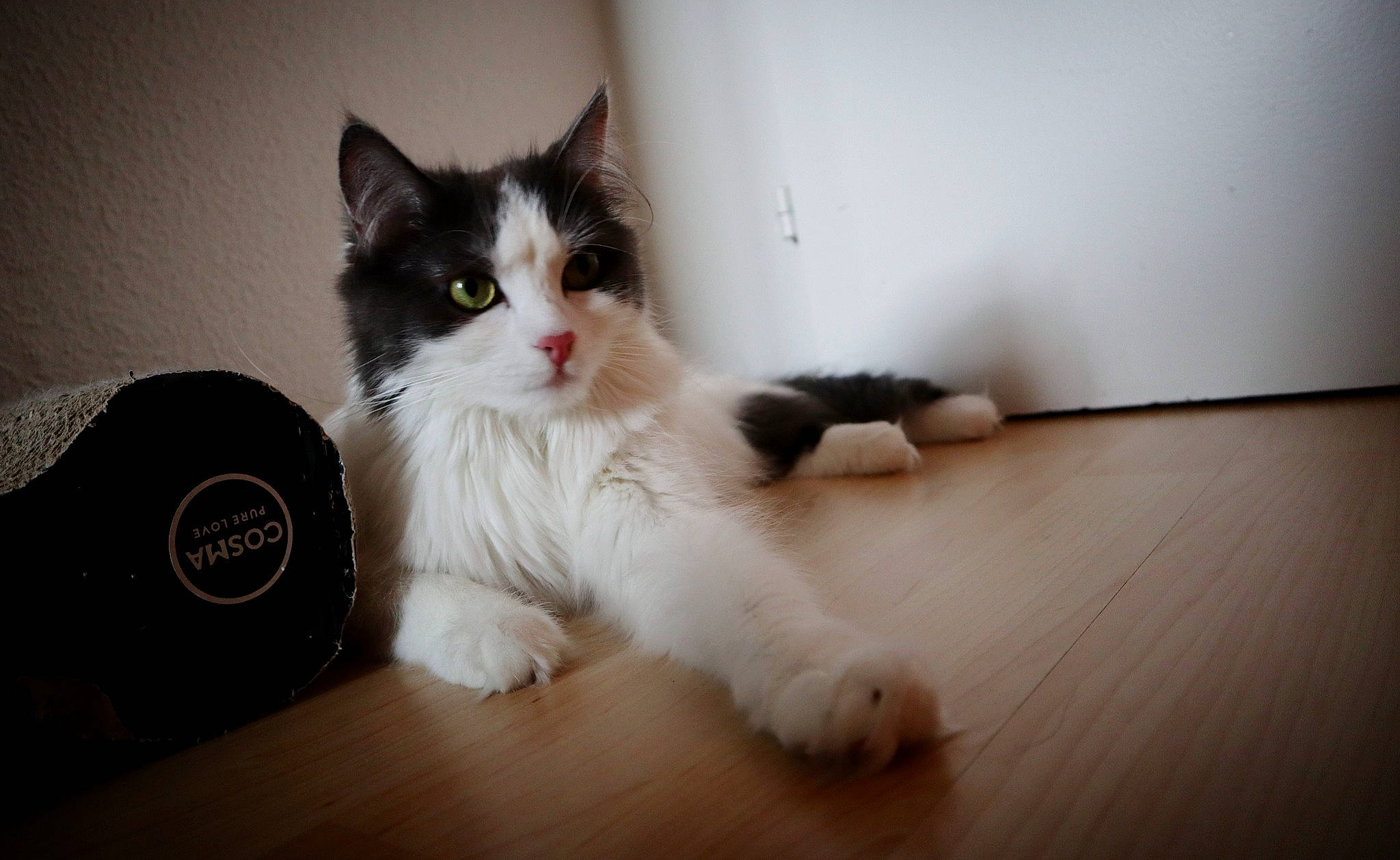 Shelby a rejoint le concours — aidez-le/la à gagner de superbes lots ! box, carnivore, cat, claw, domestic_short_haired_cat, felidae, floor, flooring, foot, fur, grey, hardwood, laminate_flooring, mechanical_fan, paw, small_to_medium_sized_cats, tail, whiskers, wood, wood_flooring