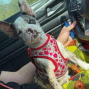 Millie Kate joined the competition — help win amazing prizes! puppy, dog, car_interior, seat, blanket, floral_harness, blue_eyes, person, hand, steering_wheel, window, daylight, brindle_coat, sitting, pet, cute, inside_car, resting, human_lap, colorful