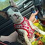puppy, dog, car_interior, seat, blanket, floral_harness, blue_eyes, person, hand, steering_wheel, window, daylight, brindle_coat, sitting, pet, cute, inside_car, resting, human_lap, colorful