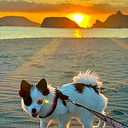 Zion is registered to the contest to win money with this photo: dog, small_dog, beach, sunset, sand, leash, harness, ocean, water, sun, sky, clouds, islands, outdoor, pet, walking, nature, animal, sunlight, scenic