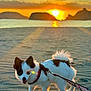 dog, small_dog, beach, sunset, sand, leash, harness, ocean, water, sun, sky, clouds, islands, outdoor, pet, walking, nature, animal, sunlight, scenic