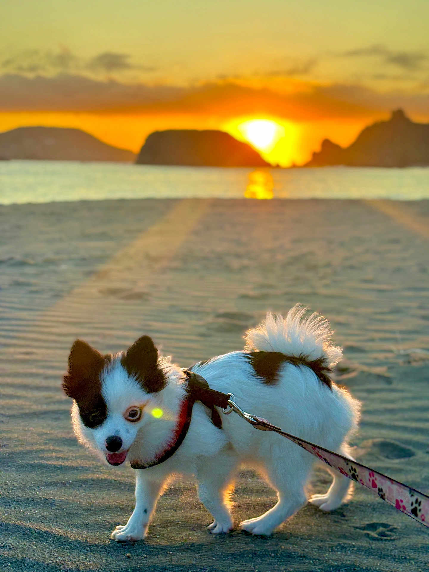 Zion is registered to the contest to win money with this photo: dog, small_dog, beach, sunset, sand, leash, harness, ocean, water, sun, sky, clouds, islands, outdoor, pet, walking, nature, animal, sunlight, scenic