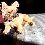 Zeus is registered to the contest to win money with this photo: dog, small_dog, light_fur, sunlight, shadow, floor, tile_floor, pet, collar, animal, indoor, relaxed, portrait, mammal, cute, fur, ears, lying_down, side_view, domestic_animal