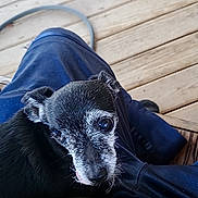 Mia joined the competition — help win amazing prizes! dog, pet, black_and_white, old_dog, lap, person, wooden_deck, outdoor, resting, close_up, fur, canine, animal, companion, relaxed, looking_up, ears, whiskers, snout, background