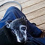 dog, pet, black_and_white, old_dog, lap, person, wooden_deck, outdoor, resting, close_up, fur, canine, animal, companion, relaxed, looking_up, ears, whiskers, snout, background